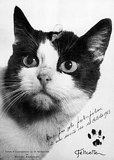 Félicette